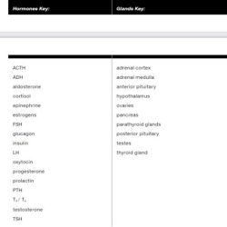 Review sheet functional anatomy of the endocrine glands