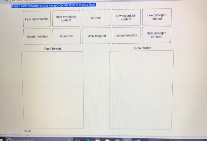 Assign each characteristic to the appropriate type of muscle fiber.