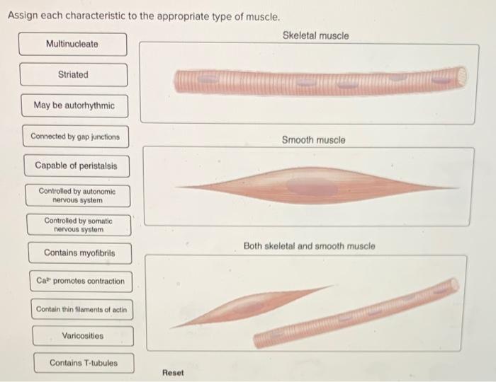 Assign each characteristic to the appropriate type of muscle fiber.